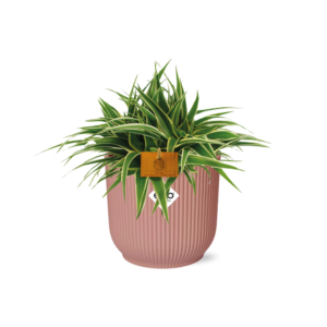 Chlorophytum Ocean 15Cm In Elho Vibes Fold 16Cm Round  Delicate Pink