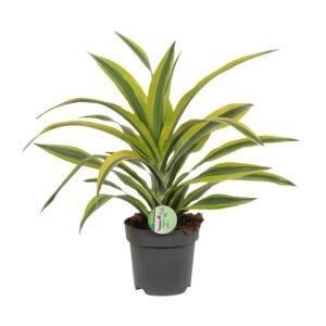 Drakenboom (Dracaena Fragrans Lemon Lime) - &empty;17 cm - &uarr;40 cm