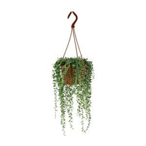 Senecio Herreianus - &empty;12 cm - &uarr;20 cm