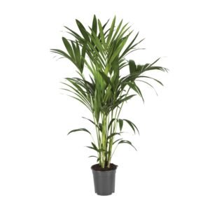 Kentiapalm (Howea Forsteriana) - &empty;21 cm - &uarr;120 cm