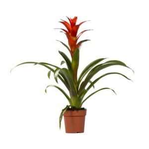 Guzmania Ostara - &empty;12 cm - &uarr;45 cm