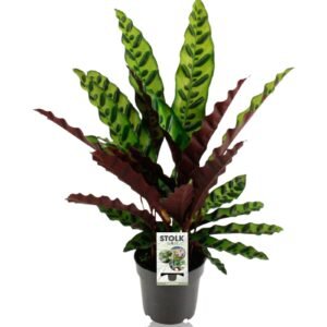 Pauwenplant (Calathea Lancifolia Insignis) - &empty;14 cm - &uarr;45 cm