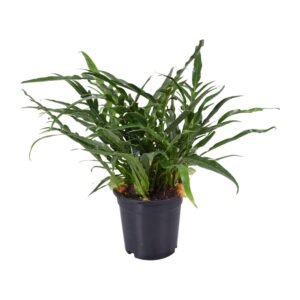 Aglaomorpha Coronans - &empty;17 cm - &uarr;45 cm