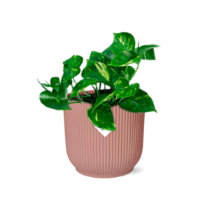 Epipremnum Pinnatum ?Aureum? In Elho Vibes Fold 14Cm Roze