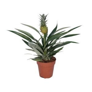 Bromelia Ananas - &empty;12 cm - &uarr;30 cm