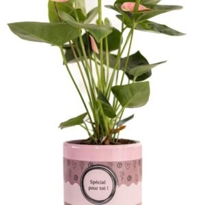 Flamingoplant (Anthurium Pink (Spirit) In P&Pure "Special Pour Toi" Verpakking) - &empty;12 cm - &uarr;45 cm